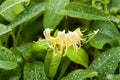 Hall’s Honeysuckle Live Plants – Lonicera japonica Climbing Vine with White & Yellow Flowers – 4 Rooted Plants