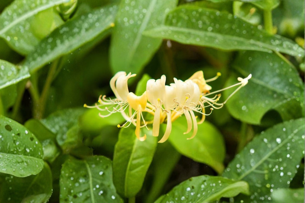 Hall’s Honeysuckle Live Plants – Lonicera japonica Climbing Vine with White & Yellow Flowers – 4 Rooted Plants