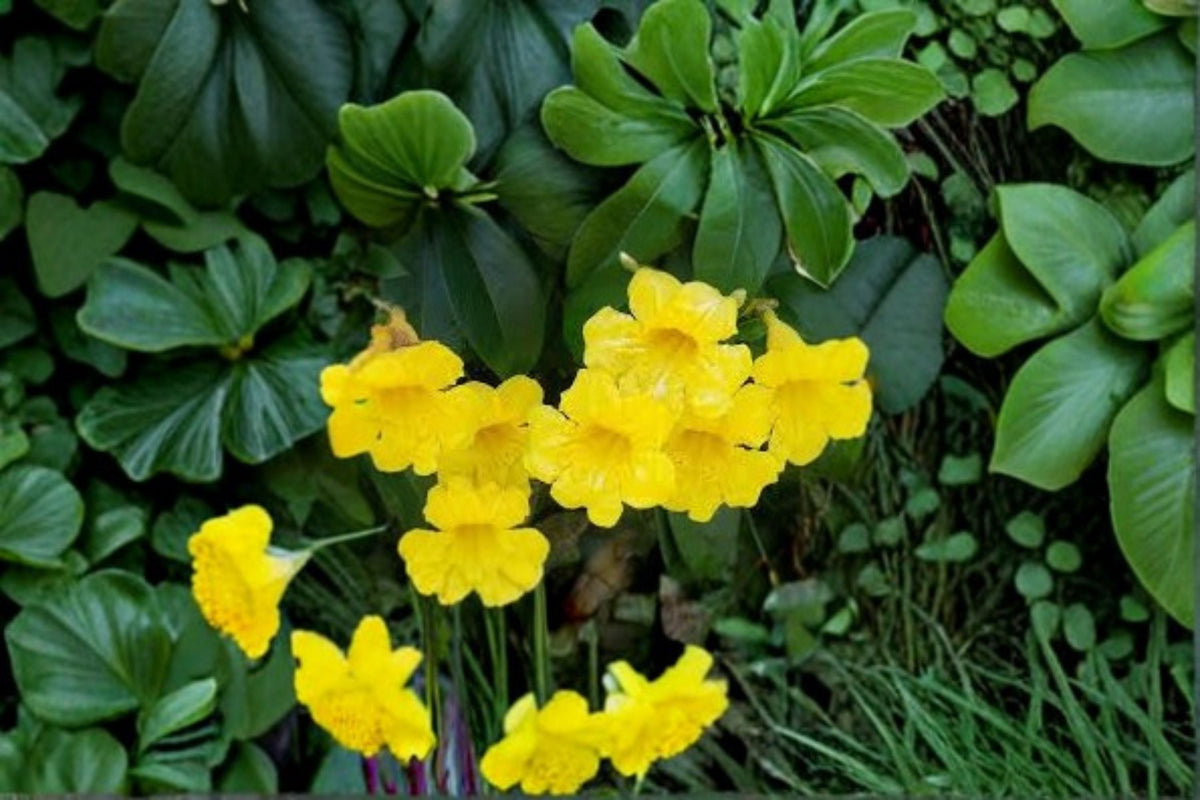 Yellow Crossvine Live Rooted Starter Plant – Bignonia capreolata Native Flowering Vine for Trellis, Fence, Pergola