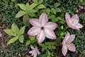 Utopia Clematis Live Plant – Repeat Flowering Climbing Vine for Fences & Trellises – Purple Pink Clematis Hybrid, Perennial