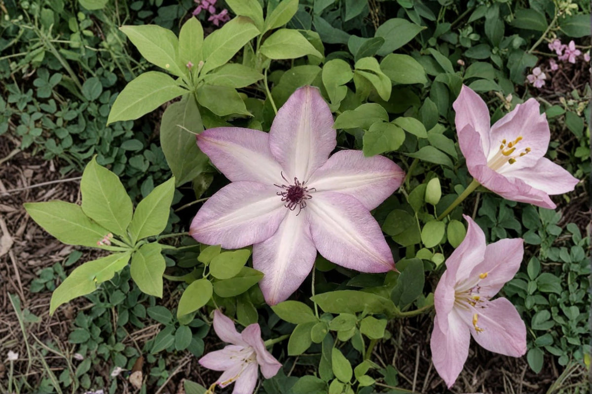 Utopia Clematis Live Plant – Repeat Flowering Climbing Vine for Fences & Trellises – Purple Pink Clematis Hybrid, Perennial