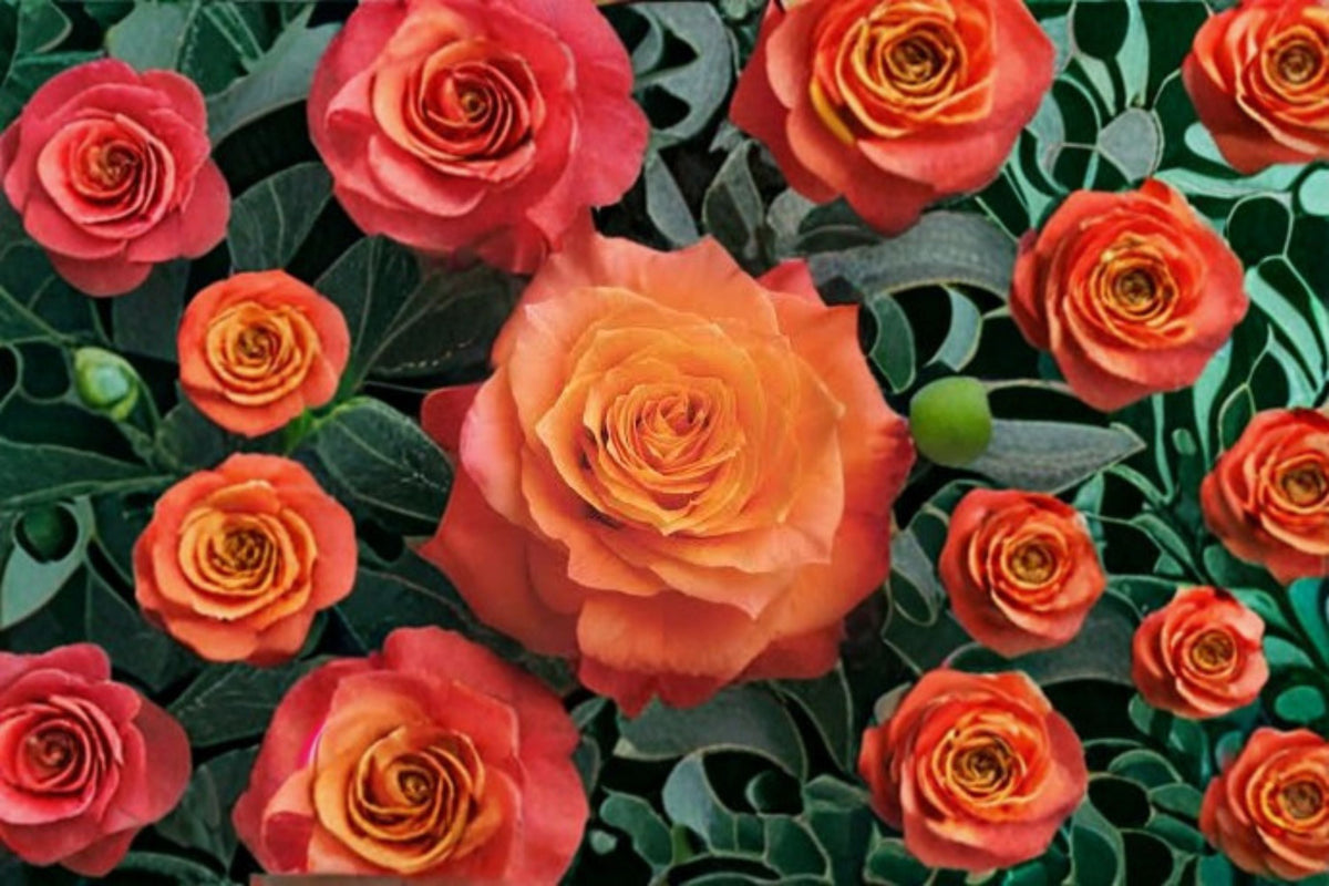 Free Spirit Rose Live Plant – Fragrant Tantau Cut Rose – Repeat Blooming Garden Rose – Ornamental Shrub for Patio & Borders