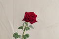 Live Red Garden Rose Plant – Large Cup-Shaped Blooms, Fragrant, Rosa hybrid, Ornamental Flowering Shrub