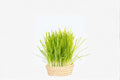 Cat Grass Plant | Dactylis glomerata | Edible Pet Grass for Cats & Pets | Indoor & Outdoor Container Plant