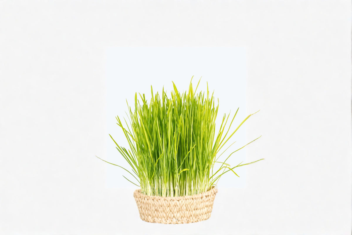 Cat Grass Plant | Dactylis glomerata | Edible Pet Grass for Cats & Pets | Indoor & Outdoor Container Plant