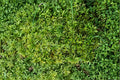 Entodon Moss Live Plant – 4-Inch Creeping Groundcover for Terrariums & Bonsai – Entodon seductrix Natural Moss Plant