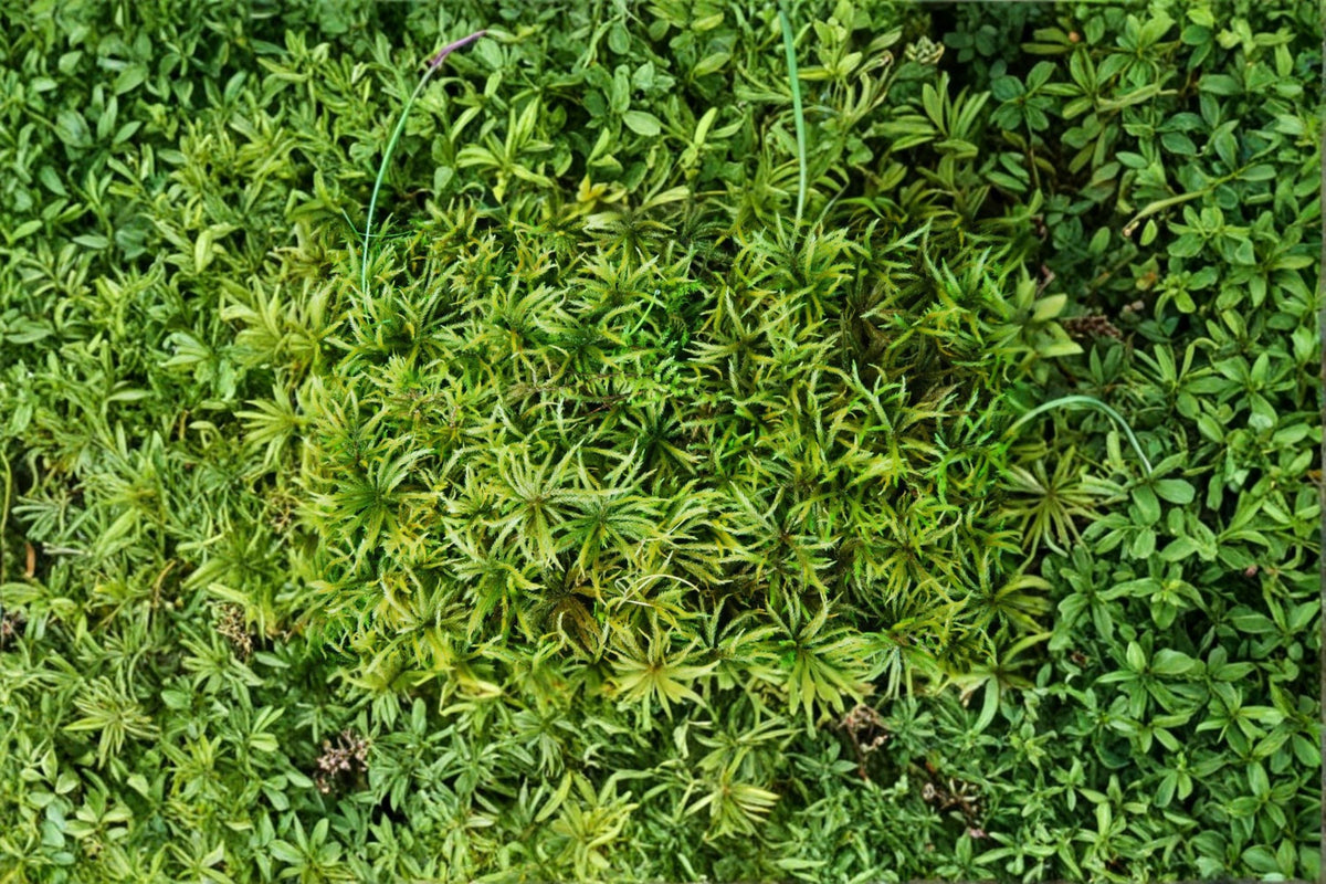 Entodon Moss Live Plant – 4-Inch Creeping Groundcover for Terrariums & Bonsai – Entodon seductrix Natural Moss Plant