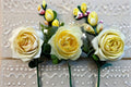 Fragrant Cream Yellow Shrub Rose Live Plant – North Fragrance Rosa hybrid for Garden Beds & Containers
