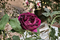 Fragrant Japanese Own Root Rose Plant – Royale Rose (Rosa hybrid) – Repeat Blooming Shrub for Garden & Patio