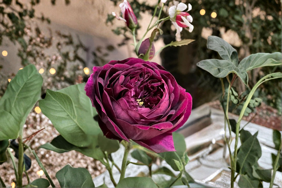 Fragrant Japanese Own Root Rose Plant – Royale Rose (Rosa hybrid) – Repeat Blooming Shrub for Garden & Patio