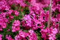 Creeping Phlox Goldiphlox Cherry Groundcover Plants – Phlox subulata, Pink Spring Blooms, Low-Growing Perennials, Rock Garden & Border Plant