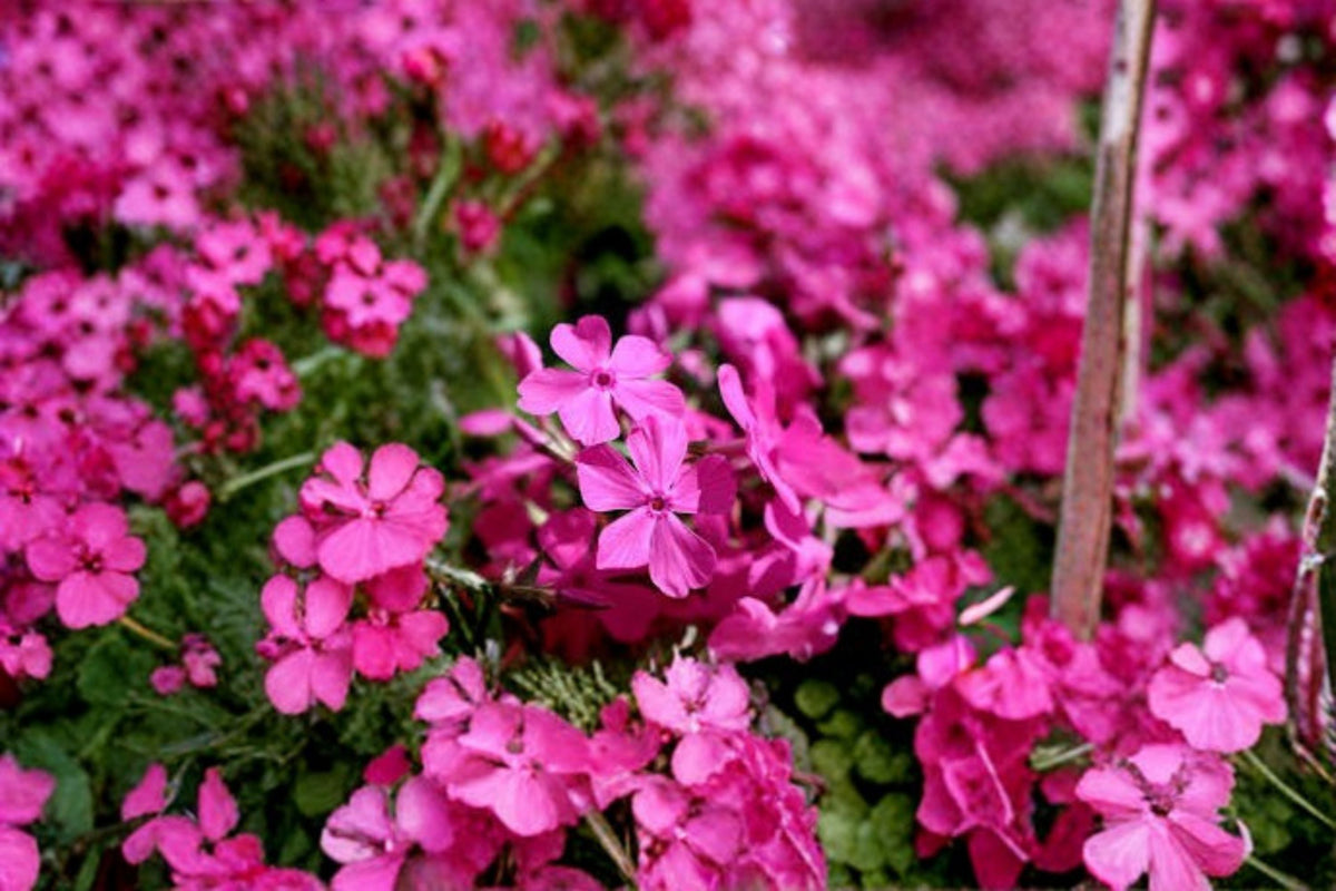 Creeping Phlox Goldiphlox Cherry Groundcover Plants – Phlox subulata, Pink Spring Blooms, Low-Growing Perennials, Rock Garden & Border Plant