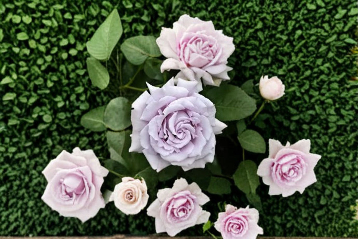 Blue Mist Japanese Garden Rose Live Plant – Lavender Double Blooms – Ornamental Shrub Rosa hybrid for Garden Beds & Containers