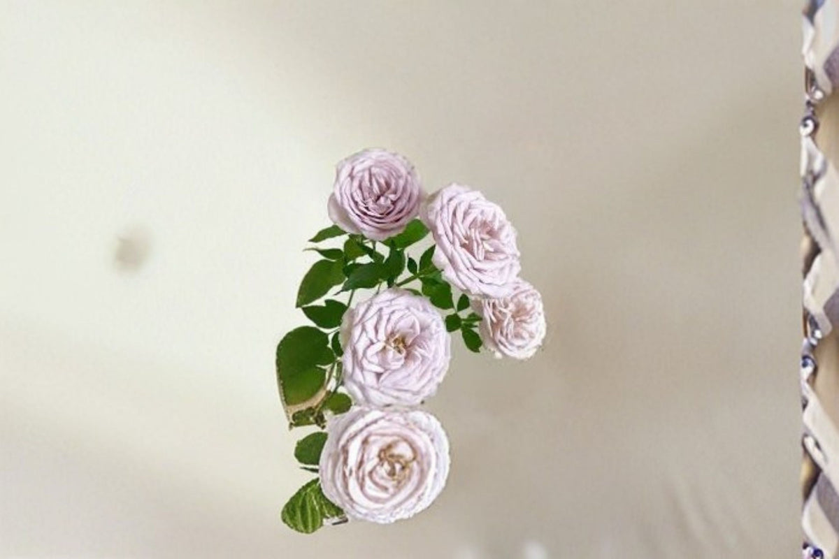 Live Pink Purple Garden Rose Plant – Fragrant Notre Dame Rose Rosa hybrid for Patio & Garden