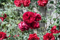 Red Eden Climbing Rose Live Plant – 1.5 Gal Crimson Red Fragrant Own-Root Rose for Trellises & Arbors