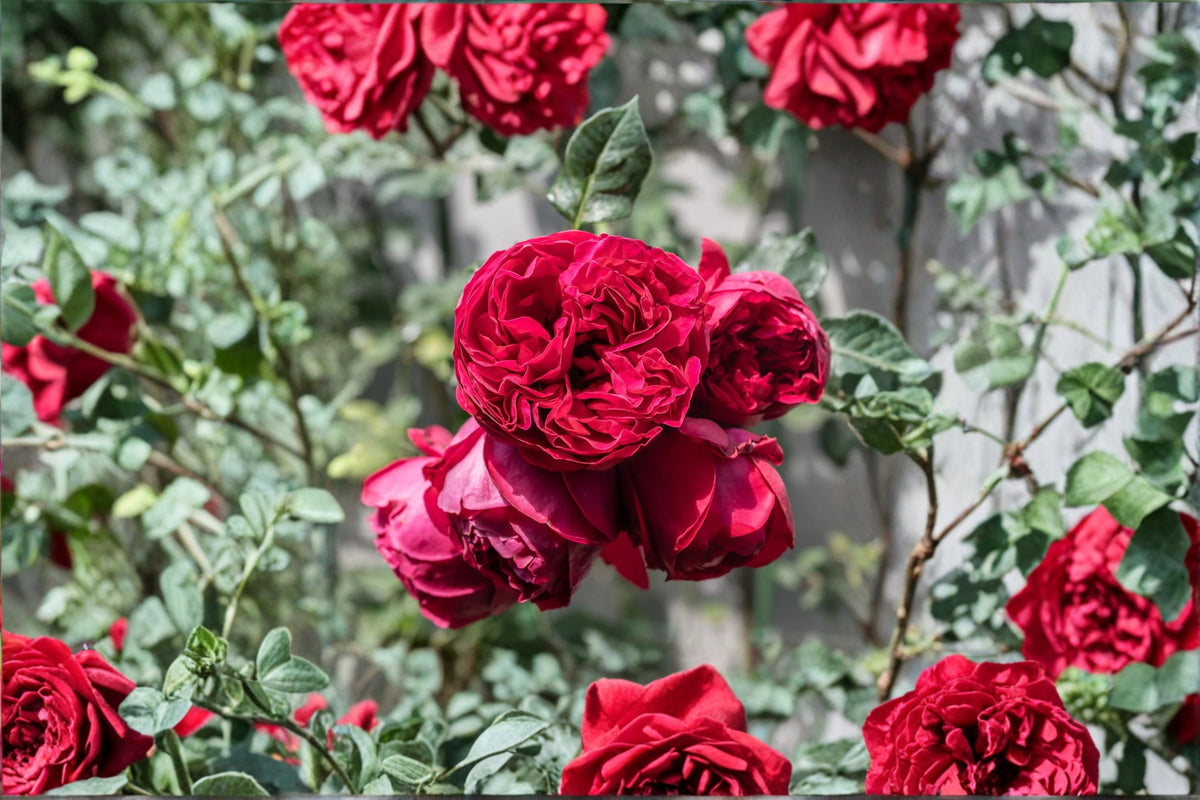 Red Eden Climbing Rose Live Plant – 1.5 Gal Crimson Red Fragrant Own-Root Rose for Trellises & Arbors