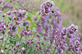 Live Catnip Plant in 3.5" Cube, Nepeta cataria, Aromatic Herb for Garden & Container Growing