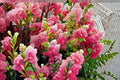 Vanilla Strawberry Hydrangea Cuttings – Hydrangea paniculata Flowering Shrub for Garden Propagation
