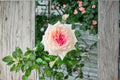 Ragazza Rose Live Plant – Pink White Fragrant Shrub Rose Rosa hybrid, Own Root, Easy Care, Disease Resistant, Garden & Container
