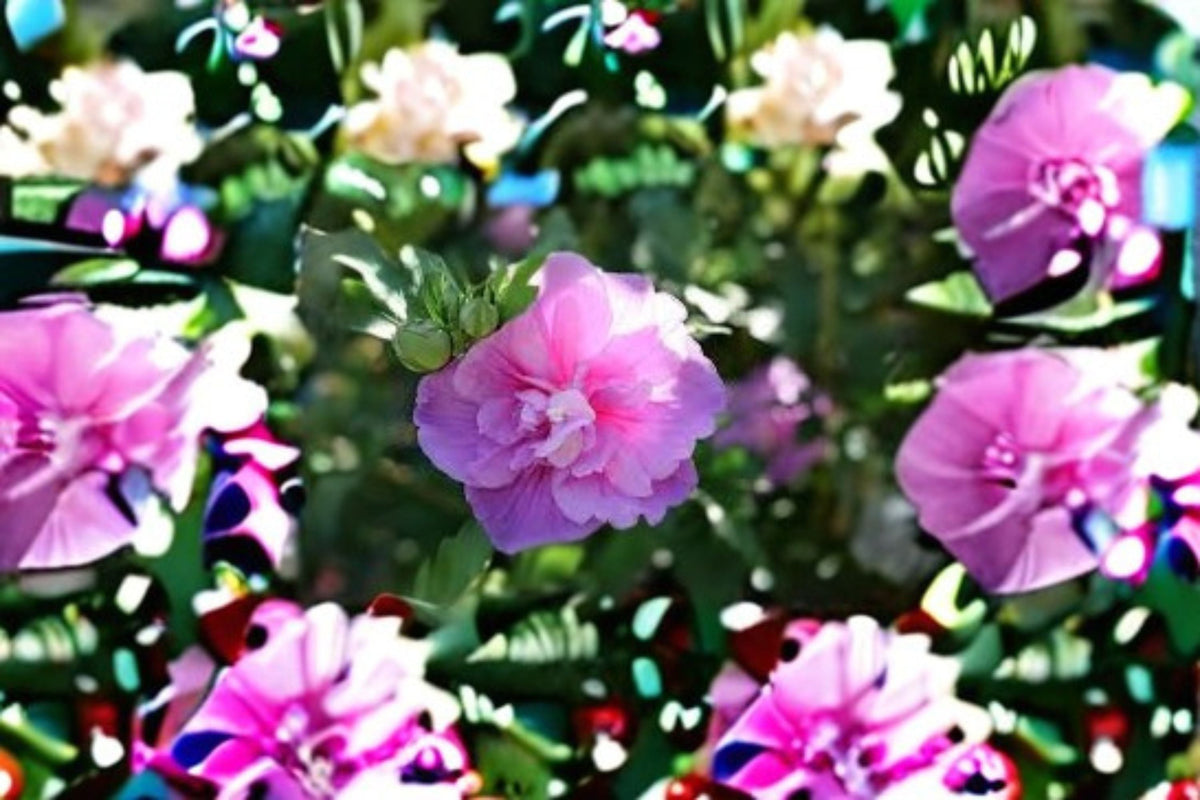 Lavender Chiffon Rose of Sharon Plants – Hibiscus syriacus – Ornamental Flowering Shrub for Hedges, Borders, Patio, Landscape