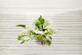 Pearls and Jade Pothos Rooted Cutting – Variegated Epipremnum aureum Indoor Houseplant, Easy-Care Tropical Foliage