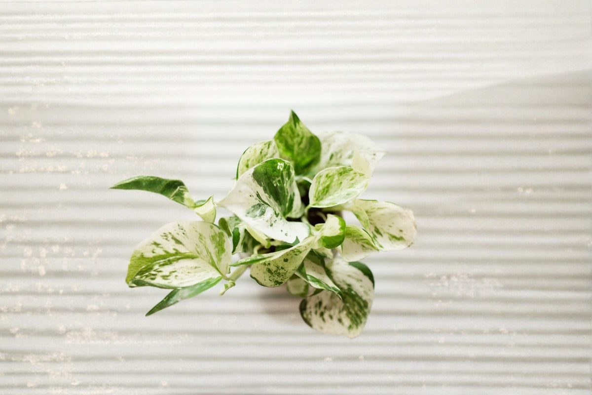 Pearls and Jade Pothos Rooted Cutting – Variegated Epipremnum aureum Indoor Houseplant, Easy-Care Tropical Foliage