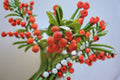 Strawberry Tree Live Plant – Arbutus unedo – Evergreen Ornamental & Edible Fruit Tree for Gardens & Landscapes