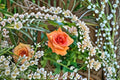 Royal Sunset Climbing Rose Live Plant – Apricot Blooming Garden Climber Rosa hybrid for Trellises, Arches, Fences