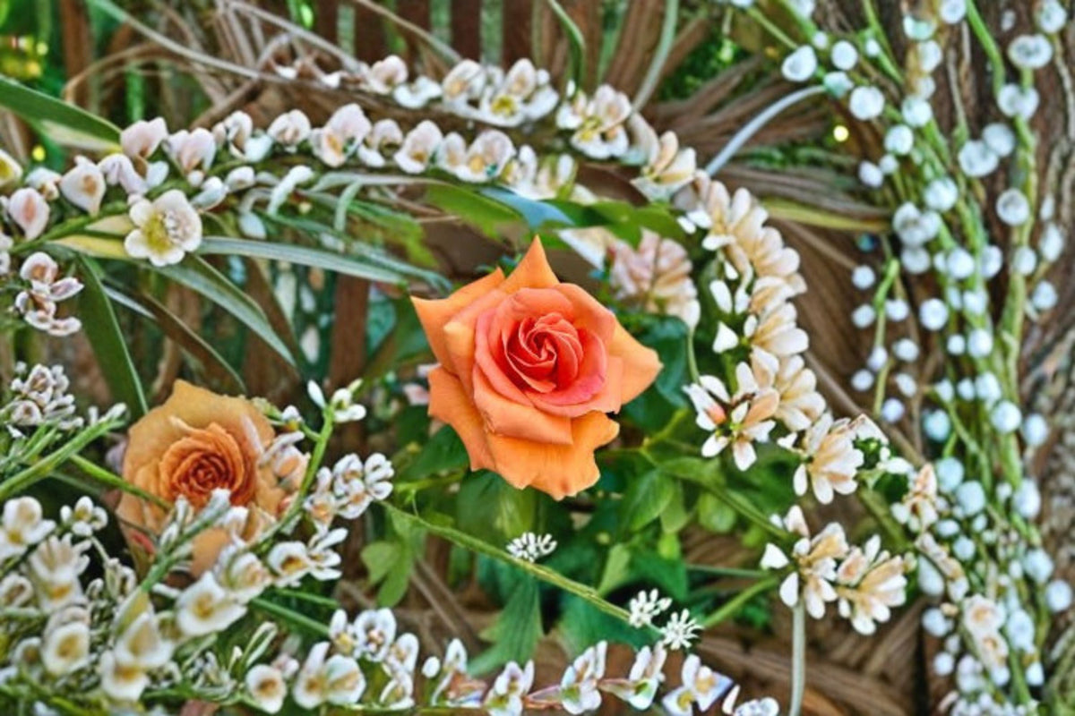 Royal Sunset Climbing Rose Live Plant – Apricot Blooming Garden Climber Rosa hybrid for Trellises, Arches, Fences