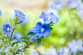 Blue Daze Live Plant – Ground Cover with Bright Blue Flowers, Evergreen Perennial, Evolvulus glomeratus