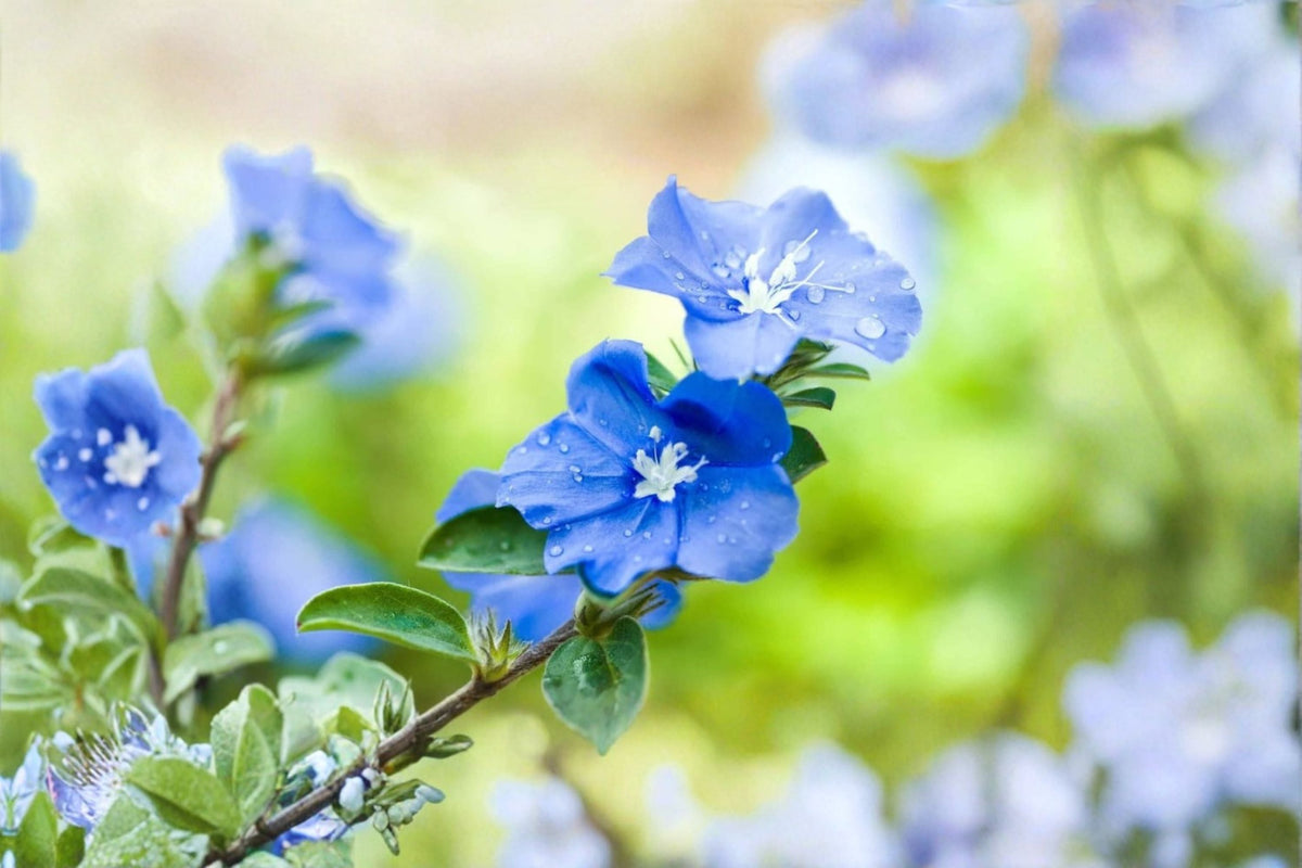 Blue Daze Live Plant – Ground Cover with Bright Blue Flowers, Evergreen Perennial, Evolvulus glomeratus