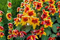 Gold & Crimson Crossvine Bare Root Plant – Bignonia capreolata Flowering Vine for Fences & Gardens