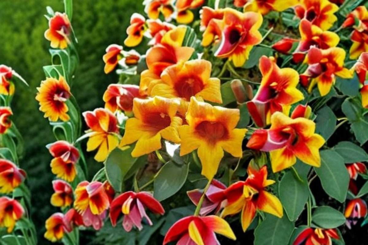 Gold & Crimson Crossvine Bare Root Plant – Bignonia capreolata Flowering Vine for Fences & Gardens
