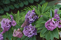 Amethyst Falls Wisteria Live Plant – Native Wisteria Vine with Fragrant Purple Flowers for Pergolas & Fences – Wisteria frutescens Starter