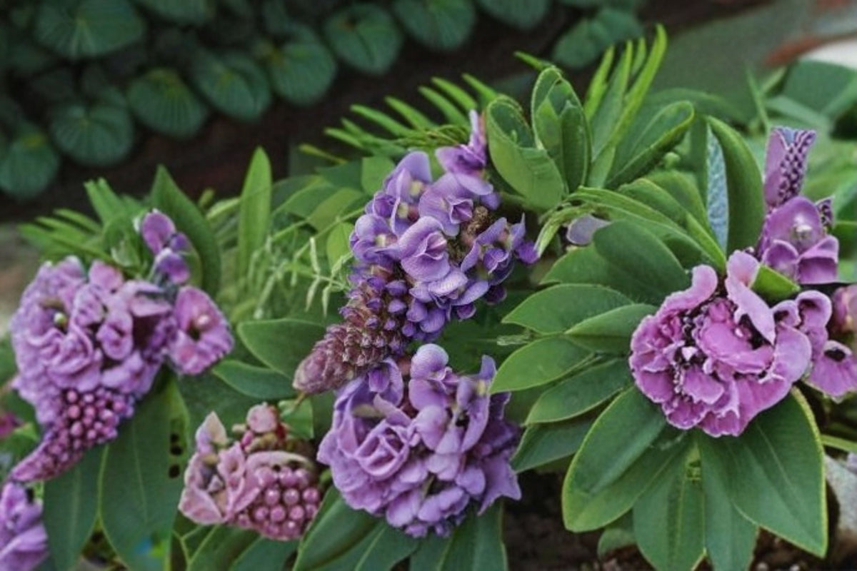 Amethyst Falls Wisteria Live Plant – Native Wisteria Vine with Fragrant Purple Flowers for Pergolas & Fences – Wisteria frutescens Starter