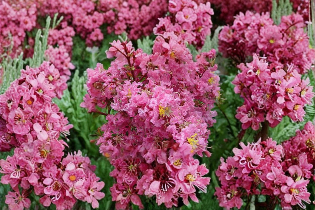 Sioux Pink Crape Myrtle Tree Live Plant – 1 Quart Pot – Lagerstroemia indica 'Sioux' – Pink Blooms, Drought Tolerant, Compact, Ornamental