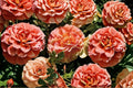 Caribbean Breeze Rose Cuttings – Floribunda Pink Rose Propagation Plant – Rosa ‘Caribbean Breeze’