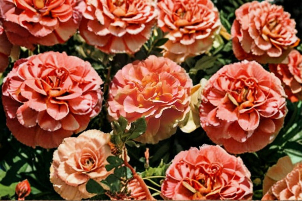 Caribbean Breeze Rose Cuttings – Floribunda Pink Rose Propagation Plant – Rosa ‘Caribbean Breeze’