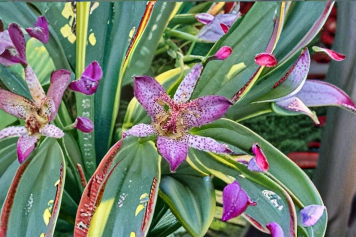 Autumn Glow Toad Lily Live Starter Plant – Tricyrtis formosana, Lavender Purple Flowers, Variegated Foliage, Shade Perennial