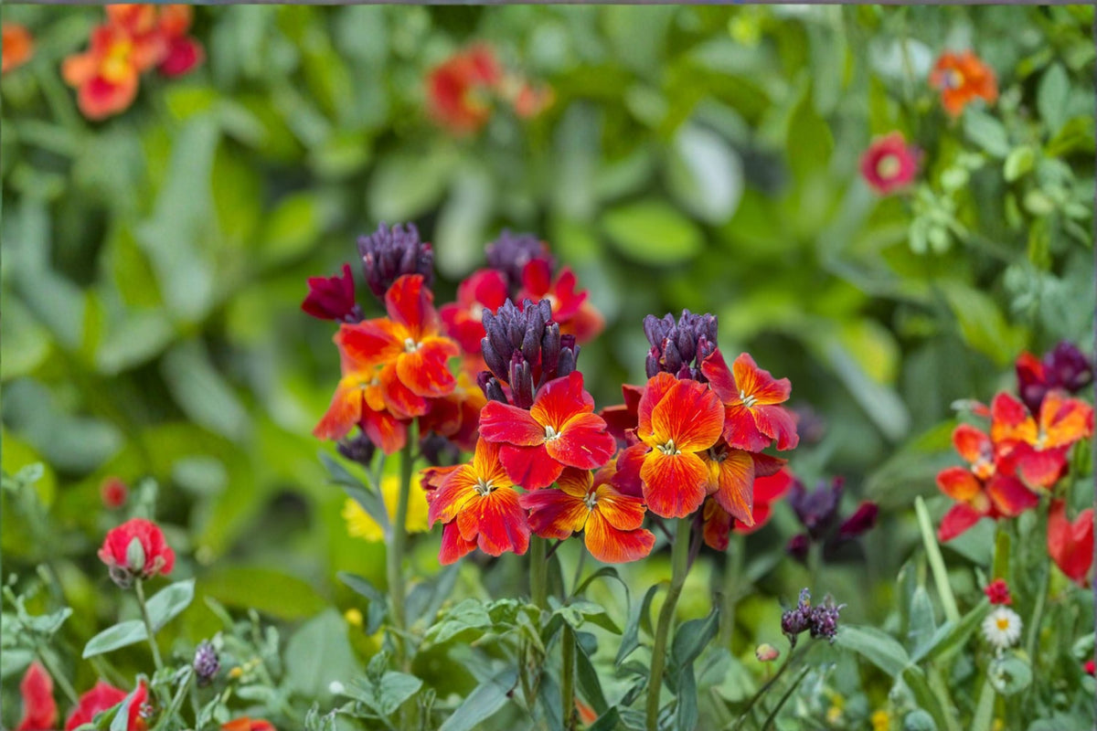 Wormseed Wallflower Live Plant – Erysimum cheiranthoides – Perennial Flower for Borders, Containers, Cottage Gardens