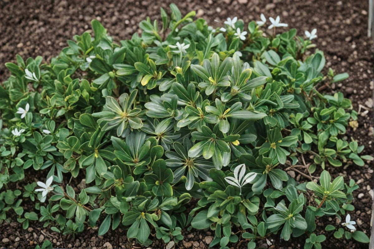 Wheeler’s Dwarf Pittosporum Live Plant – Compact Evergreen Shrub in Nursery Cube – Pittosporum tobira ‘Wheeleri’