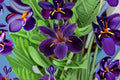 Black Gamecock Louisiana Iris Rhizome – Deep Purple Aquatic Pond Iris – Iris hexagona Hybrid Live Plant