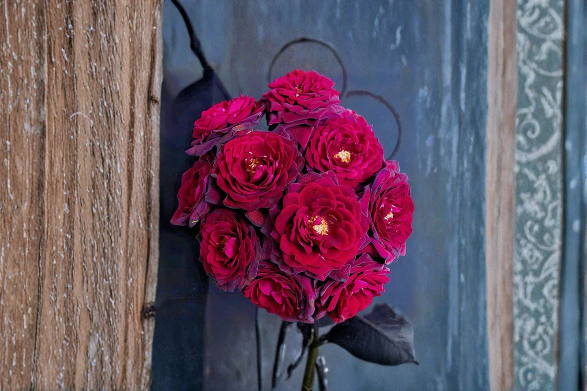 Black Caviar Rose Live Plant – Fragrant Repeat Blooming Shrub Rosa Hybrid for Garden, Patio & Landscape