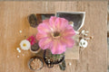 Hedgehog Cactus Tuffet Schick Live Plant – Echinopsis spp. Succulent for Indoor & Container Growing