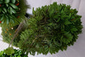 Live American Tree Moss Plant – Climacium americanum, Upright Miniature Tree-Like Moss for Terrariums & Bonsai