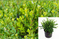 Winter Gem Boxwood Live Plant – Compact Evergreen Shrub for Hedges & Borders – Buxus microphylla var. japonica