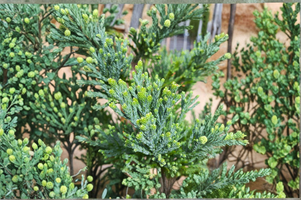 Giant Sequoia Live Plant – Seedling for Large Landscapes – Sequoiadendron giganteum – Evergreen Conifer