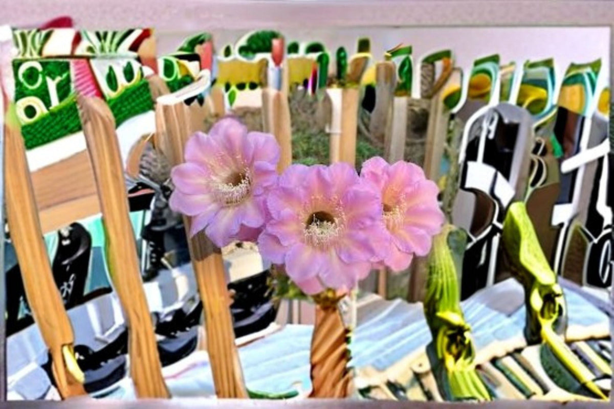 Hedgehog Cactus Tuffet Schick | Echinopsis spp. | Compact Hybrid Cactus for Indoor & Container Growing