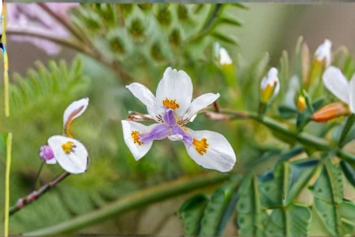 African Iris Live Plant – White Flowering Evergreen Perennial – Dietes grandiflora for Borders, Ground Cover, Garden