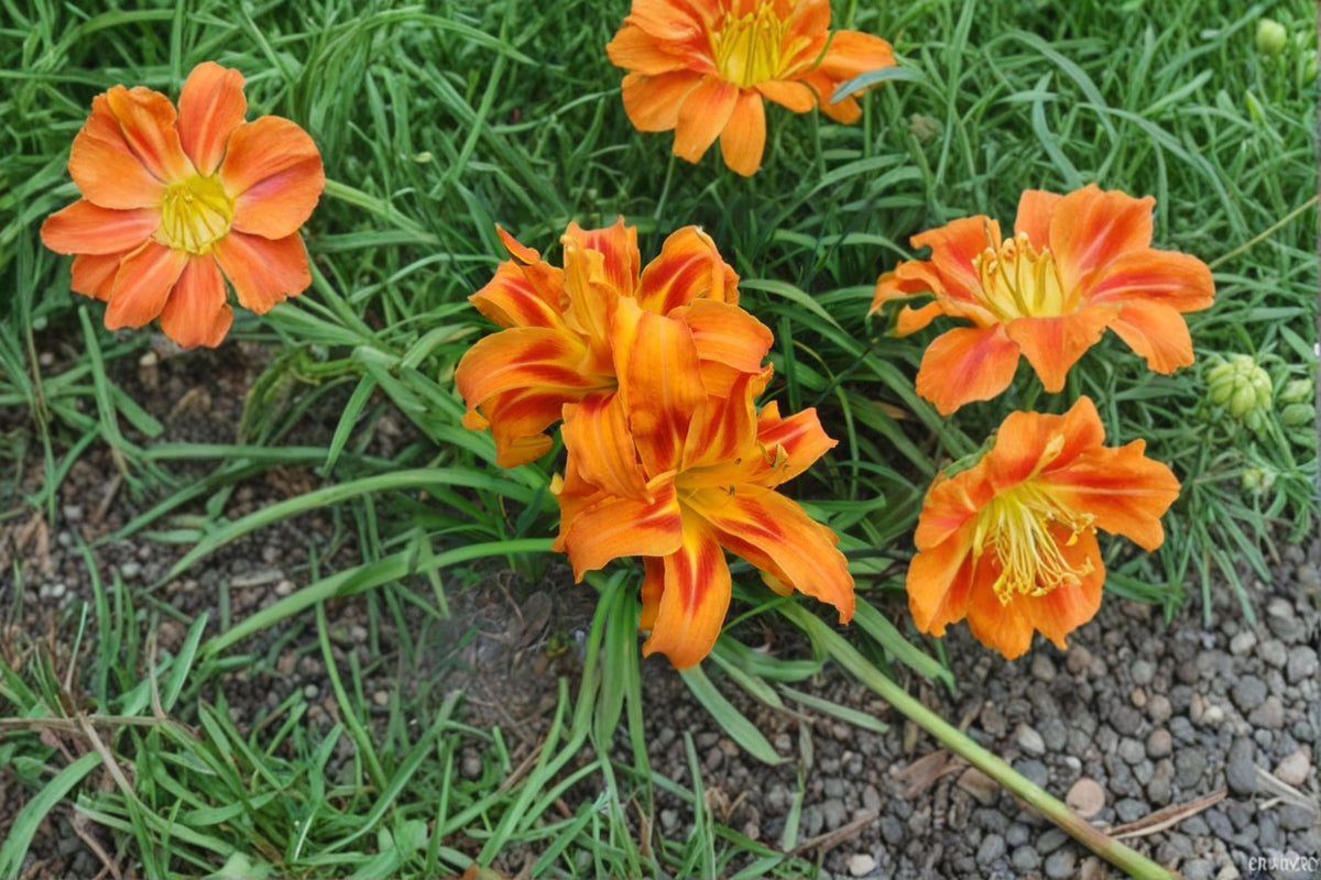 Kwanso Daylily Live Plant – Double Orange Hemerocallis fulva – Ornamental Perennial for Borders & Gardens